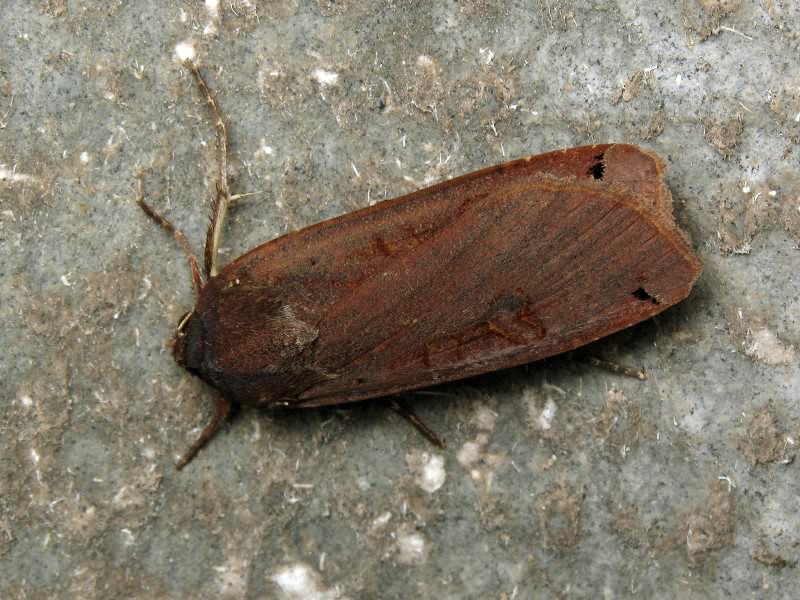 Noctua pronuba (Linnaeus, 1758)